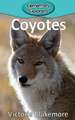 Coyotes