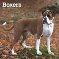 Boxers International - Boxer 2020 - 18-Monatskalender mit freier DogDays-App