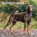 Dobermans International - Dobermänner 2020 - 18-Monatskalender mit freier DogDays-App