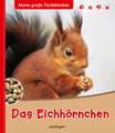 Das Eichhörnchen