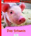 Das Schwein