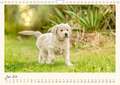 Golden Retriever... Herzenshunde (Wandkalender 2024 DIN A4 quer), CALVENDO Monatskalender