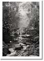 Sebastiao Salgado. Amazonia. Poster 'Creek'