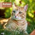 Katzen Kalender 2025 - 30x30