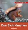 Das Eichhörnchen