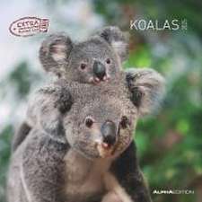 Koalas 2025 - Broschürenkalender 30x30 cm (30x60 geöffnet) - Kalender mit Platz für Notizen - koala bears - Bildkalender - Wandplaner - Bärenkalender