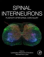 Spinal Interneurons: Plasticity after Spinal Cord Injury