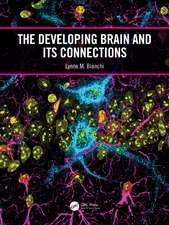 The Developing Brain and its Connections