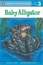 Baby Alligator