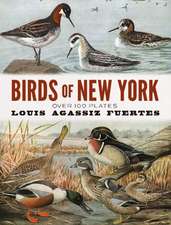 Birds of New York