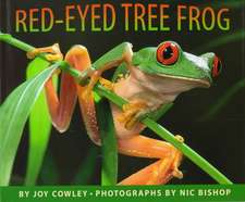 Red-Eyed Tree Frog