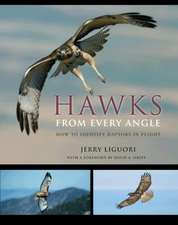 Hawks from Every Angle – How to Identify Raptors In Flight