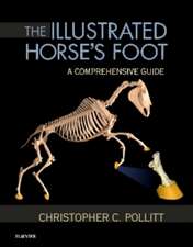 The Illustrated Horse's Foot: A comprehensive guide