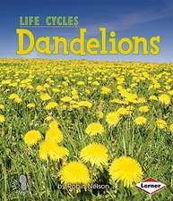 Dandelions