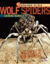 Wolf Spiders