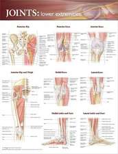 Joints of the Lower Extremities Anatomical Chart 