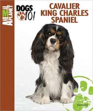 Cavalier King Charles Spaniel