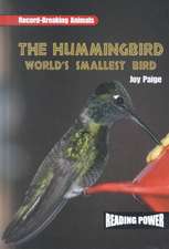 The Hummingbird: World's Smallest Bird