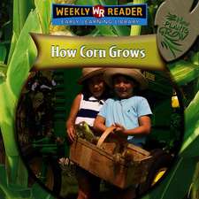 How Corn Grows