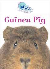 Guinea Pig