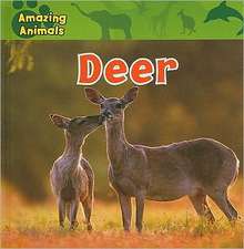 Deer