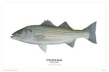 Striped Bass Poster