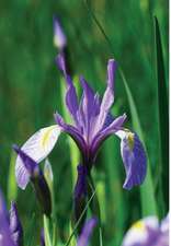 Wunderlich, J: Wild Blue Iris Journal