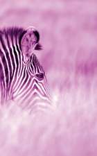 Alive! Zebra Stripes - Magenta Duotone - Photo Art Notebooks (5 X 8 Series)