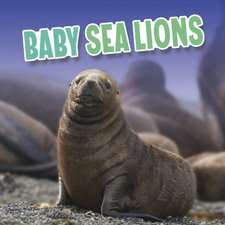 Baby Sea Lions