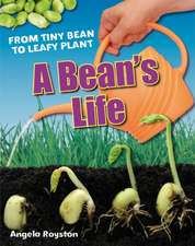 A Bean's Life