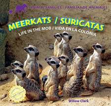 Meerkats/Suricatas: Life in the Mob/Vida En La Colonia