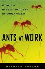 Ants At Work