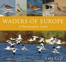 Waders of Europe