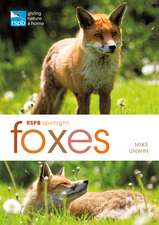 RSPB Spotlight: Foxes