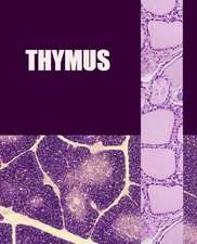 Thymus