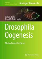 Drosophila Oogenesis