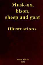 Musk-Ox, Bison, Sheep and Goat Illustrations