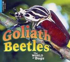 Goliath Beetles