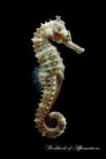 The Rare Seahorse Workbook of Affirmations The Rare Seahorse Workbook of Affirmations