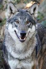 Happy Gray Wolf Canis Lupus Journal