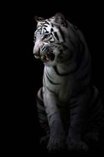 White Bengal Tiger in the Dark Journal