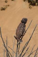 Namaqua Chameleon (Camaeleo Namaquensis) in Namib Desert Journal