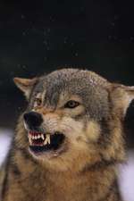 This Gray Wolf Is Pissed Journal