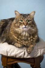 Maine Coon Cat on a Stool Journal