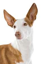 Smooth Ibizan Hound Portrait Journal