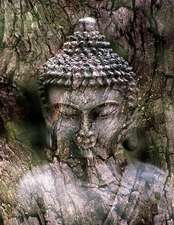 Jumbo Oversized Statue of Buddha Morphing Into a Tree