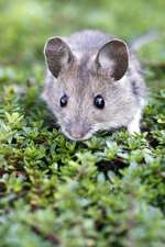 Wood Mouse in the Grass Journal