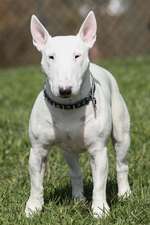 A White Bull Terrier Posing in the Park Dog Journal