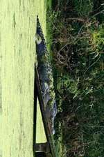 An Alligator Loading Ramp