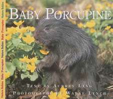 Baby Porcupine